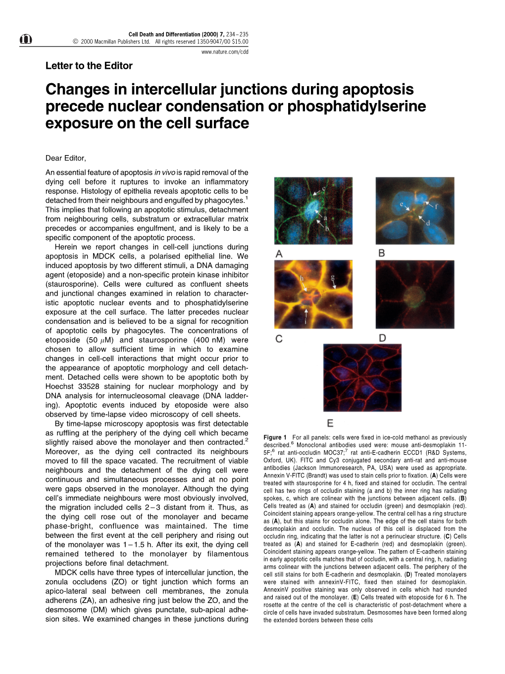 Changes in Intercellular Junctions During Apoptosis Precede Nuclear Condensation Or Phosphatidylserine Exposure on the Cell Surface