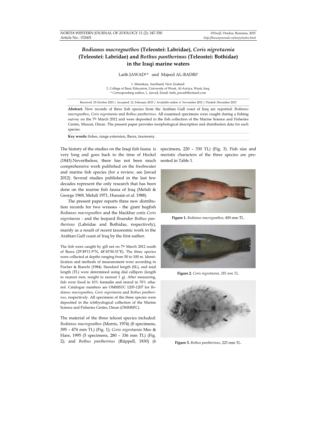 Bodianus Macrognathos (Teleostei: Labridae), Coris Nigrotaenia (Teleostei: Labridae) and Bothus Pantherinus (Teleostei: Bothidae) in the Iraqi Marine Waters