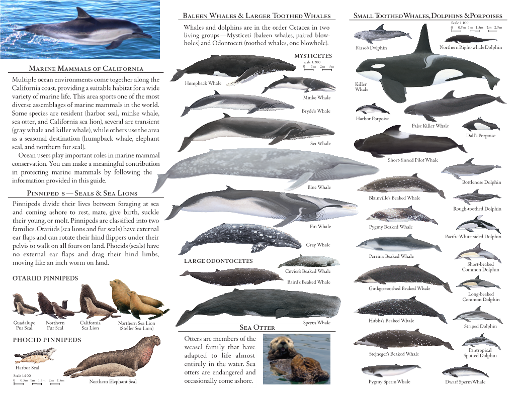 2015 California Marine Mammal Users' Guide