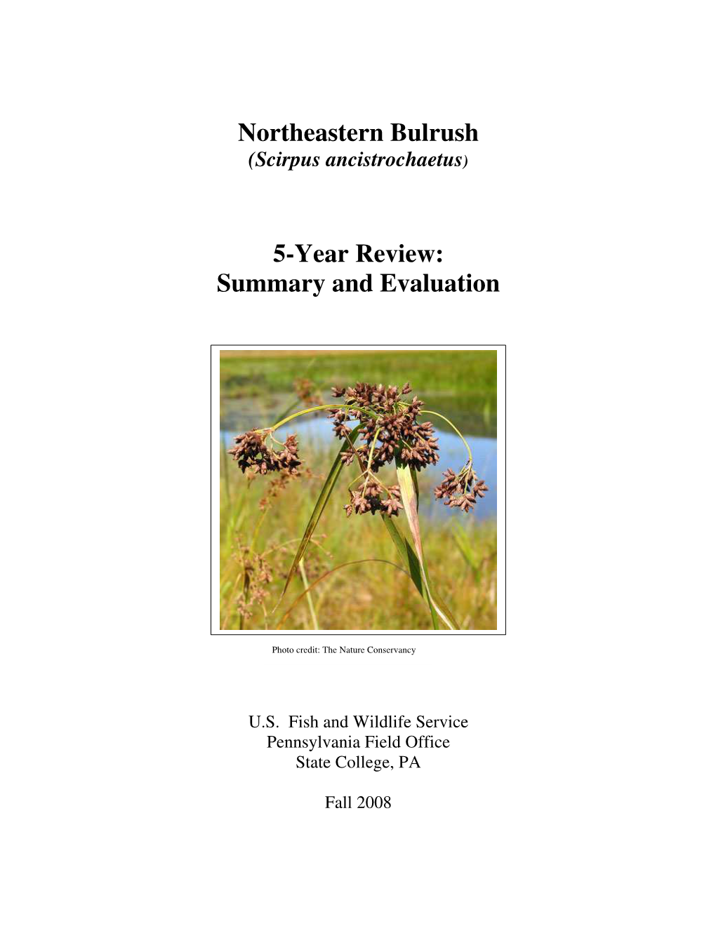 Northeastern Bulrush 5-Year Review: Summary and Evaluation