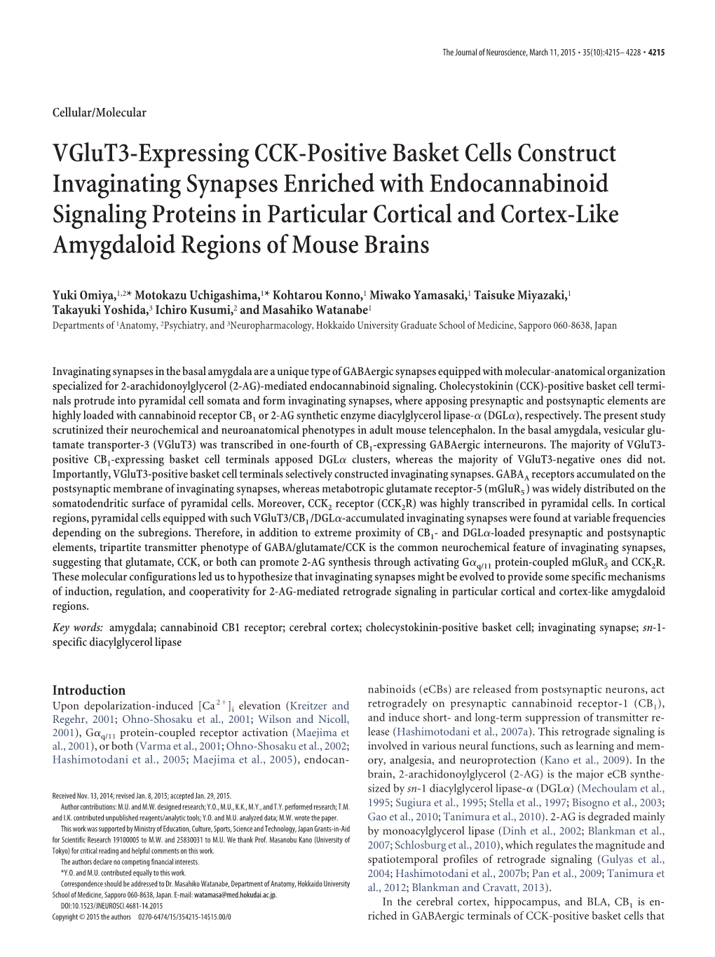 Vglut3-Expressing CCK-Positive Basket Cells Construct Invaginating