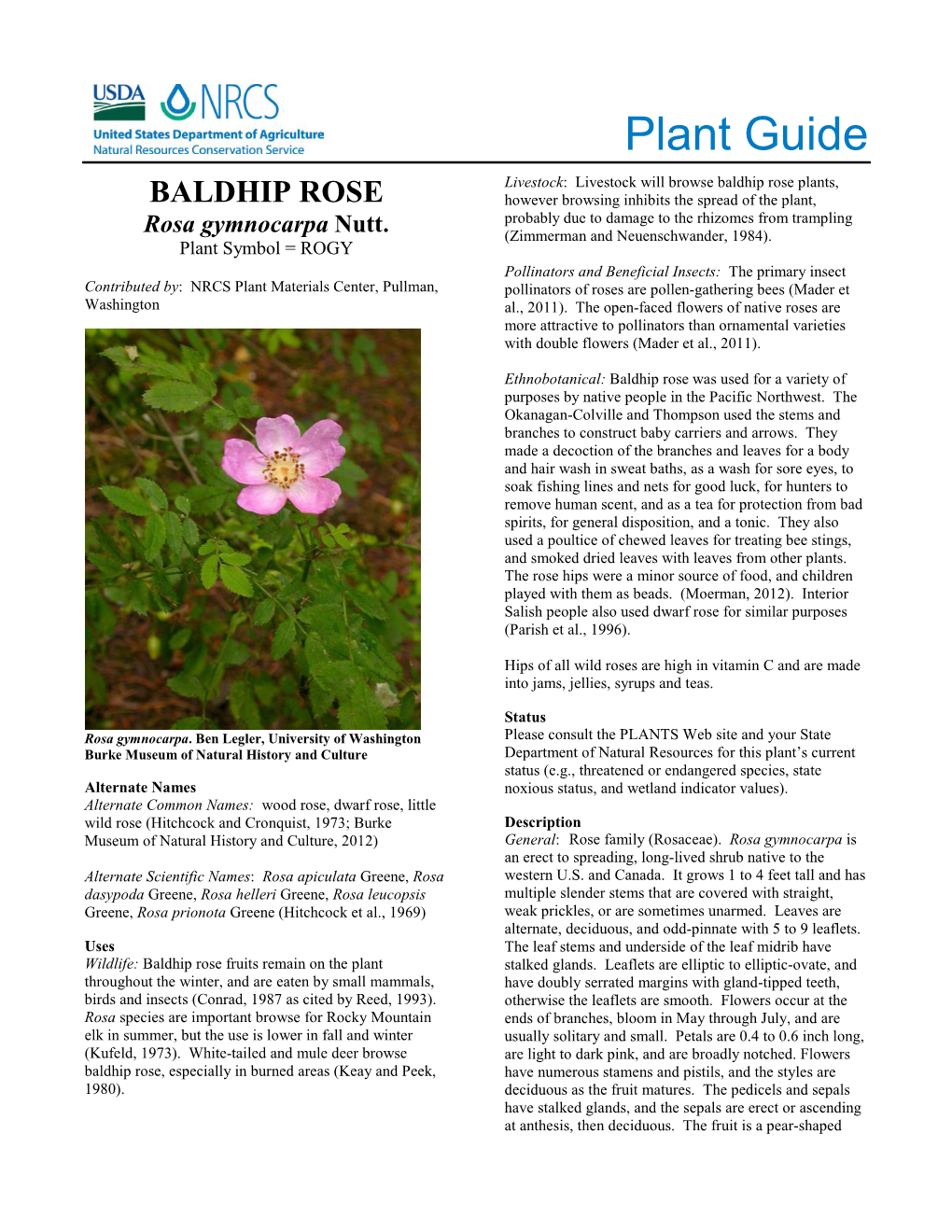 Dwarf Rose Plant Guide