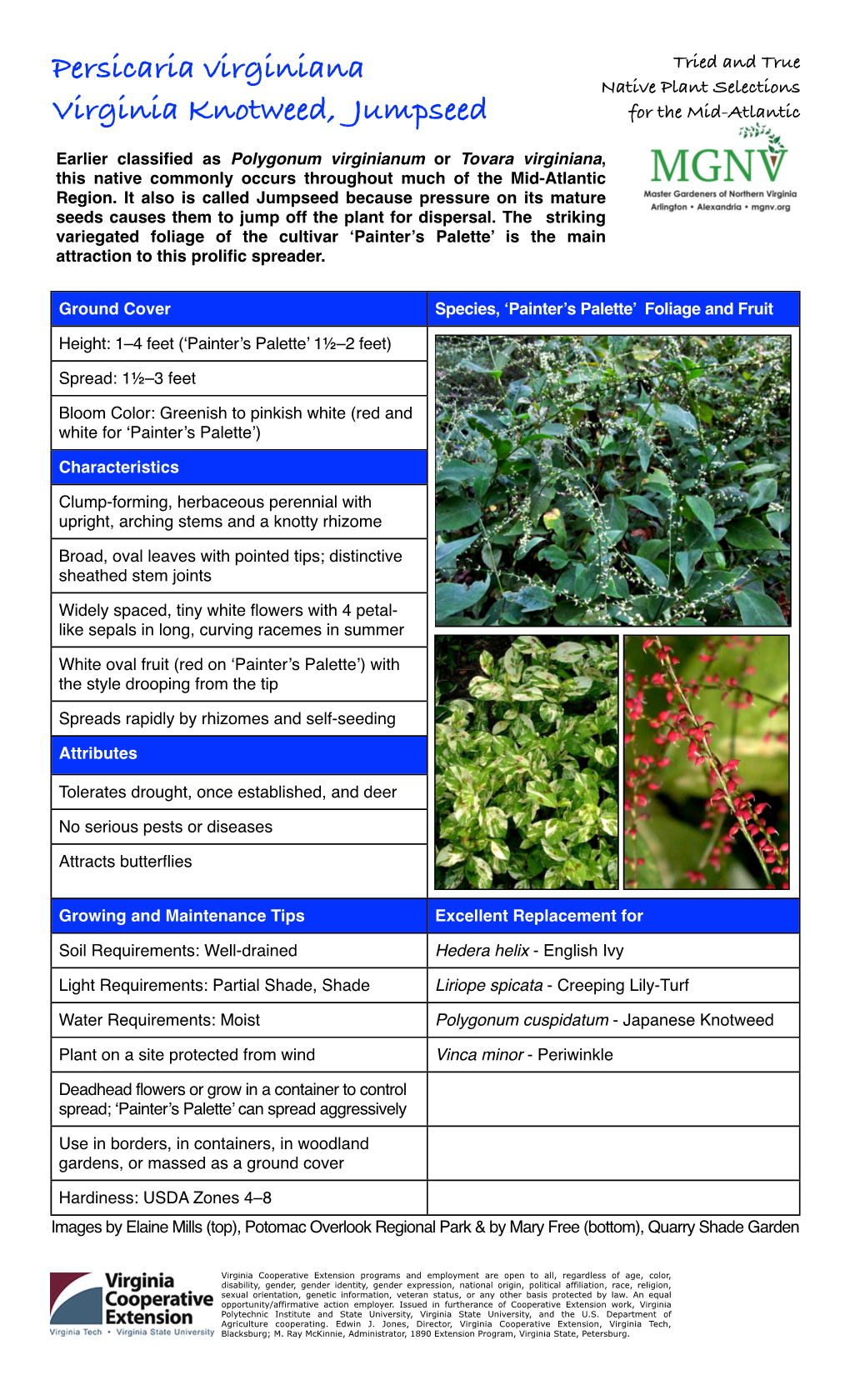 Persicaria Virginiana Tried and True Native Plant Selections Virginia Knotweed, Jumpseed for the Mid-Atlantic