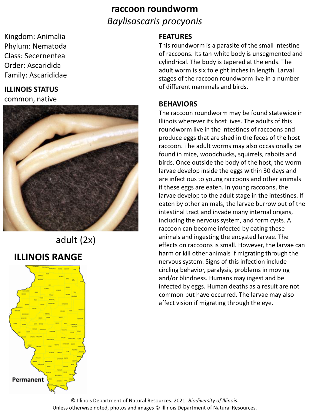 Raccoon Roundworm Baylisascaris Procyonis