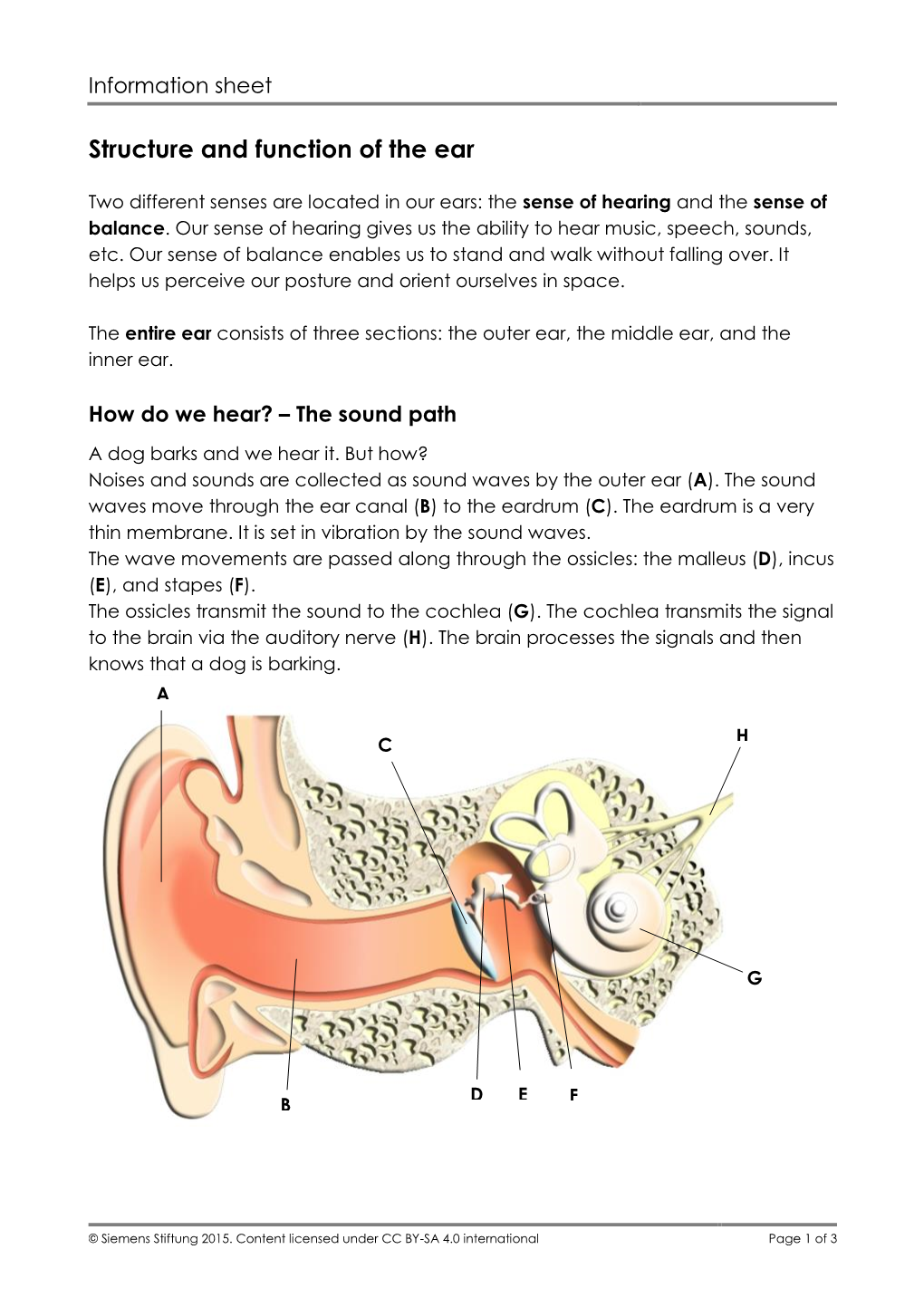 Structure and Function of the Ear