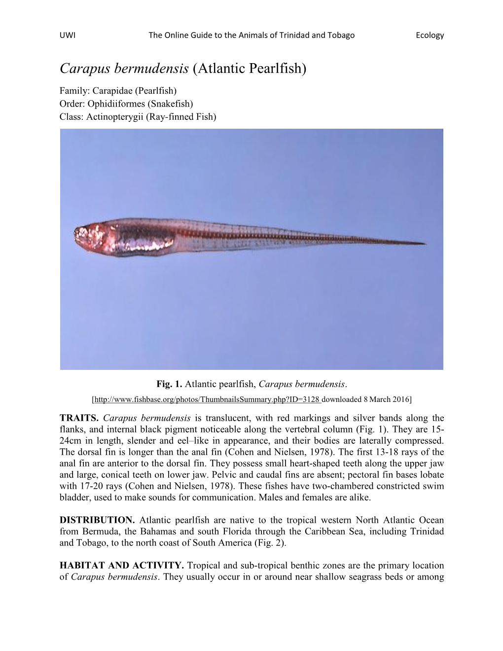 Carapus Bermudensis (Atlantic Pearlfish)