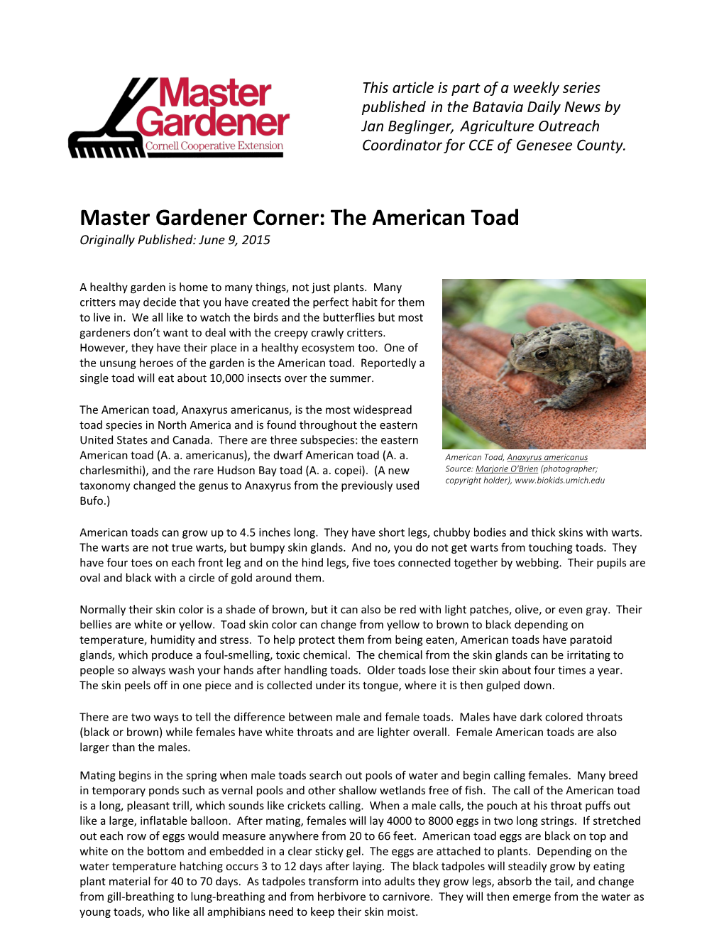 Master Gardener Corner: the American Toad Originally Published: June 9, 2015