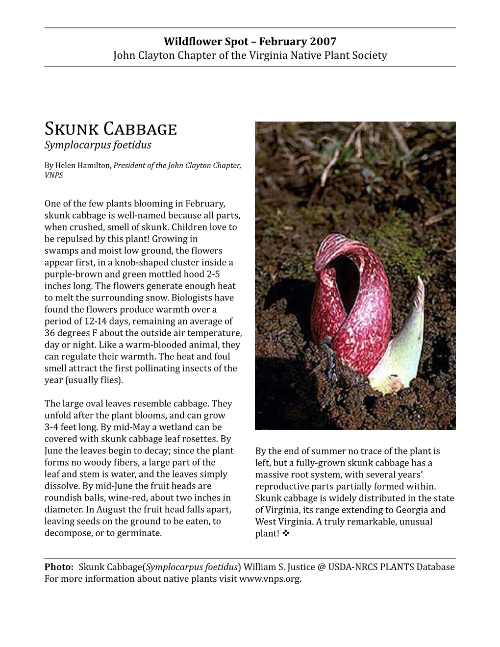 Skunk Cabbage February 2007