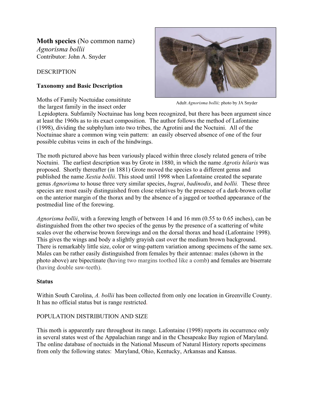 Moth Species (No Common Name) Agnorisma Bollii Contributor: John A