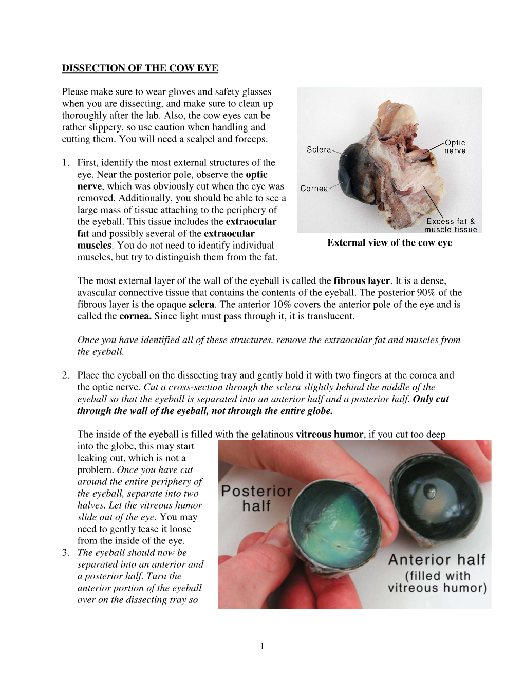 Cow Eye Dissection Guide