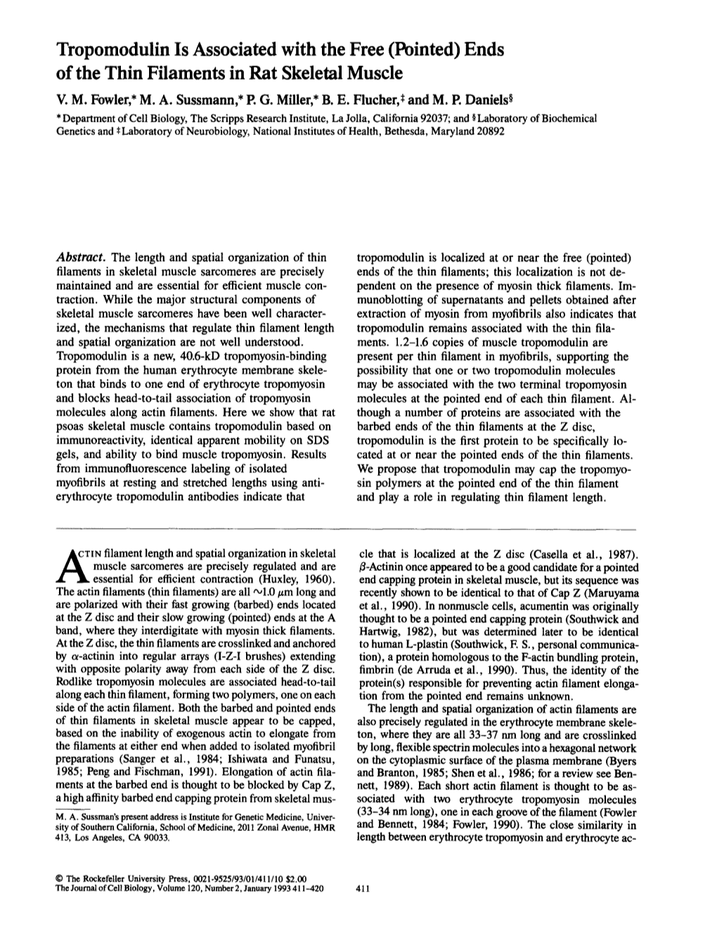 Tropomodulin Is Associated with the Free (Pointed) Ends of the Thin Filaments in Rat Skeletal Muscle V