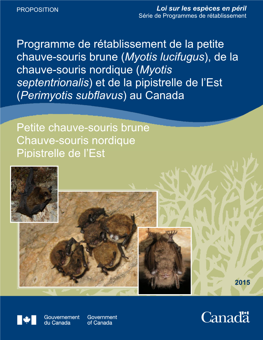 Petite Chauve-Souris Brune (Myotis Lucifugus), De La Chauve-Souris Nordique (Myotis Septentrionalis) Et De La Pipistrelle De L’Est (Perimyotis Subflavus) Au Canada