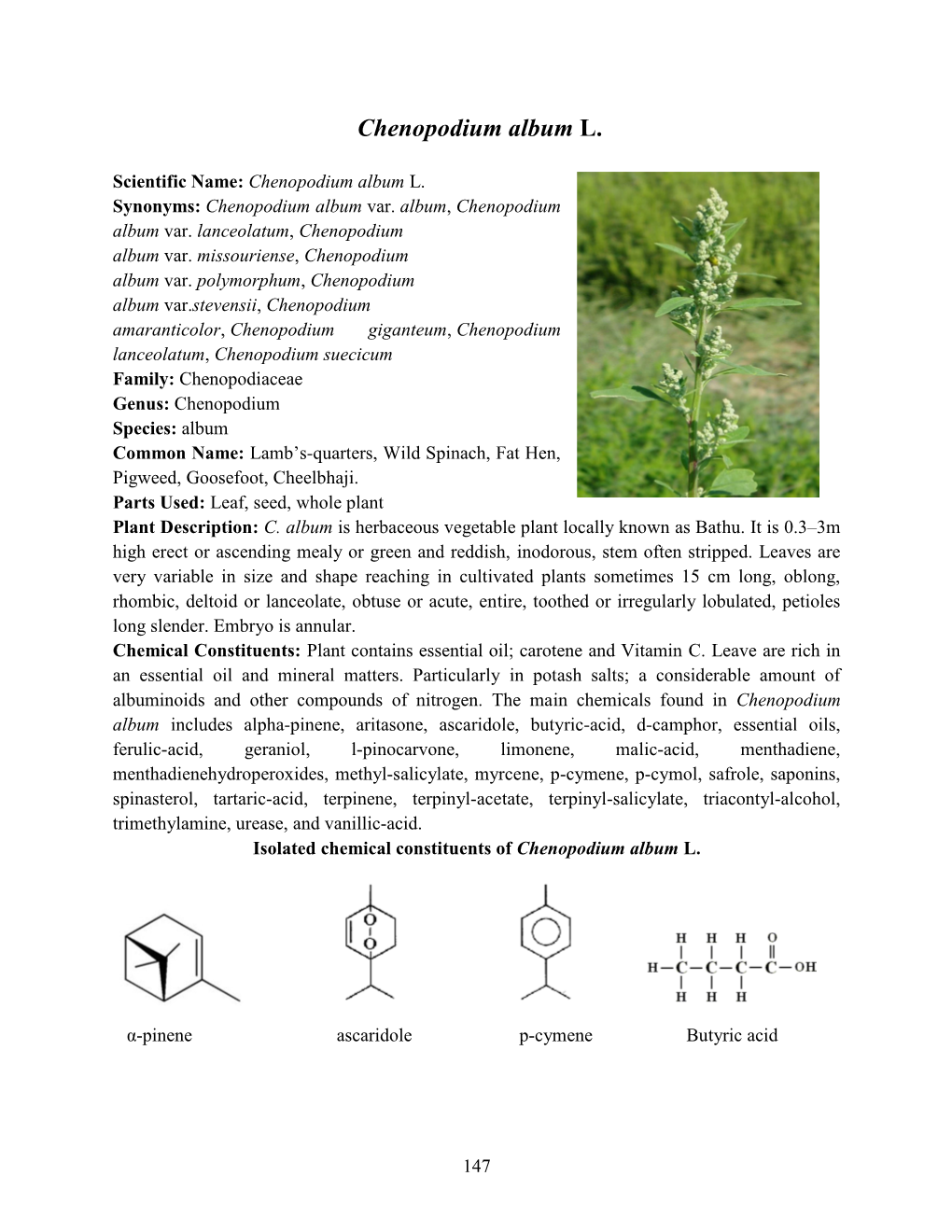 Chenopodium Album L