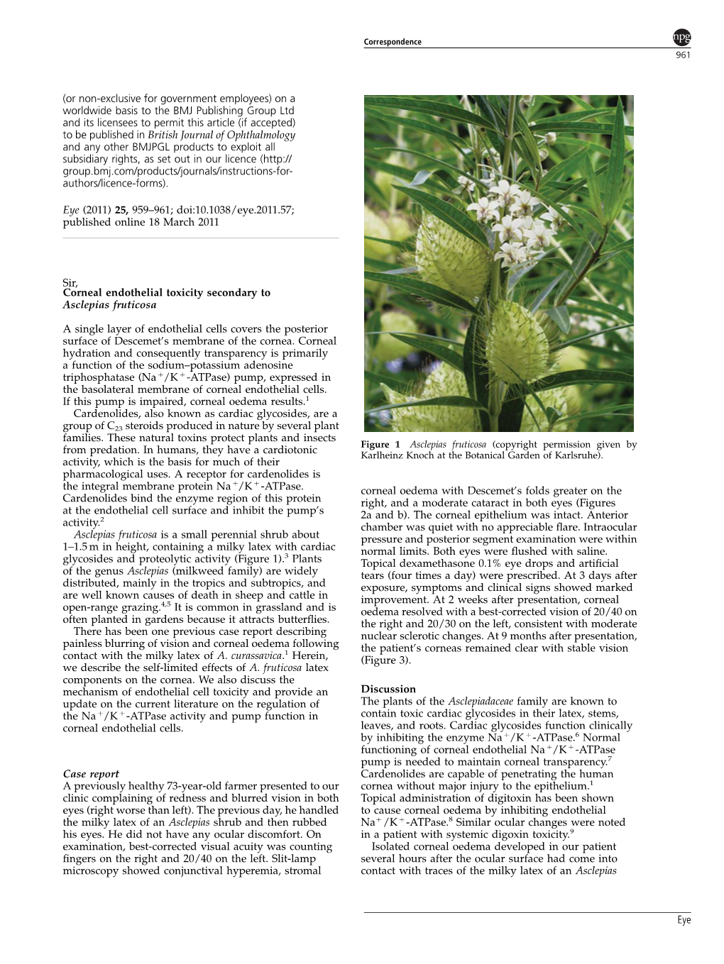 Corneal Endothelial Toxicity Secondary to Asclepias Fruticosa