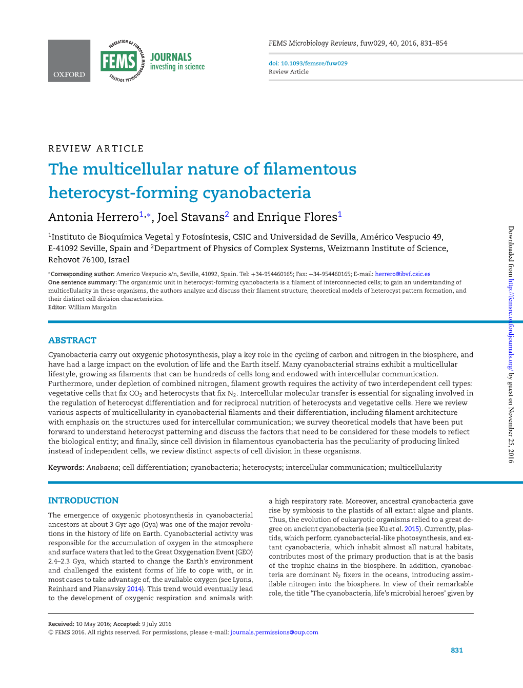 The Multicellular Nature of Filamentous Heterocyst-Forming Cyanobacteria Antonia Herrero1,∗,Joelstavans2 and Enrique Flores1 Downloaded From