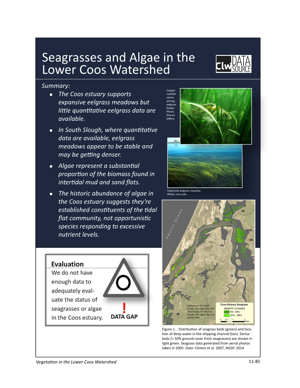 Seagrasses and Algae in the Lower Coos Watershed Summary: Copper „„ Rockfish the Coos Estuary Supports Swims Among Expansive Eelgrass Meadows but Eelgrass Blades