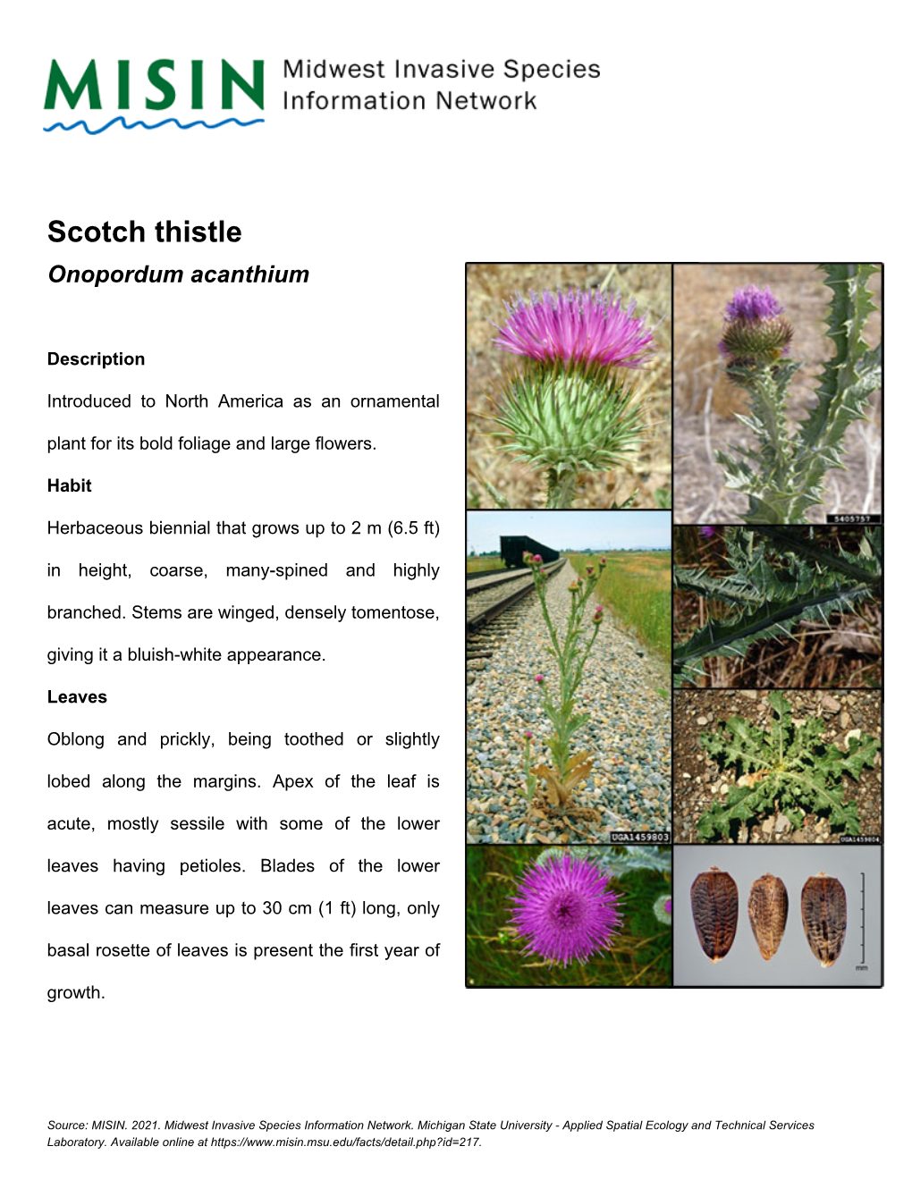 Scotch Thistle Onopordum Acanthium