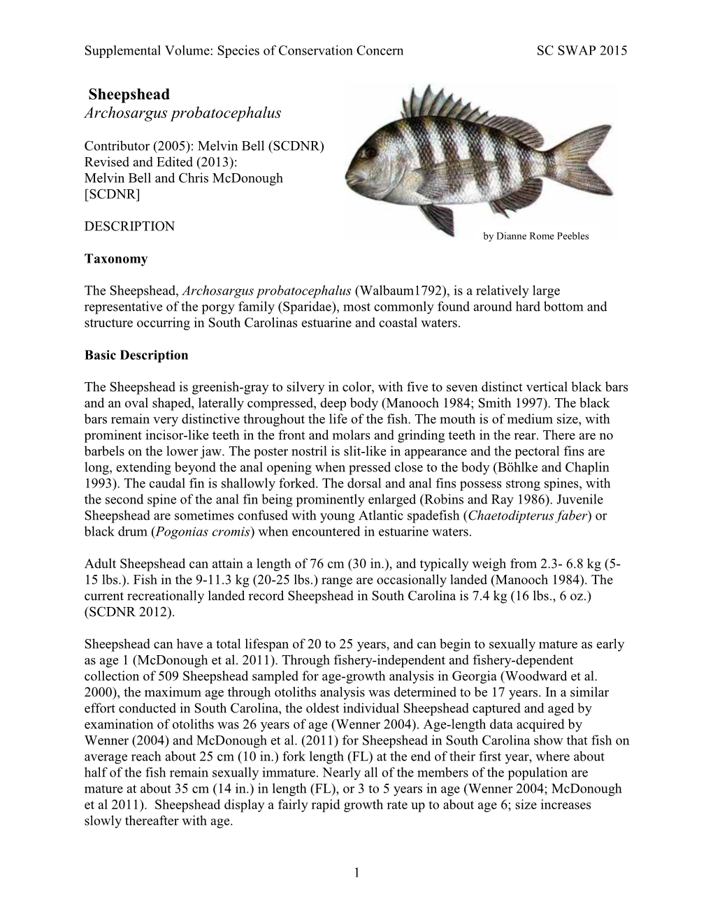 Sheepshead Archosargus Probatocephalus