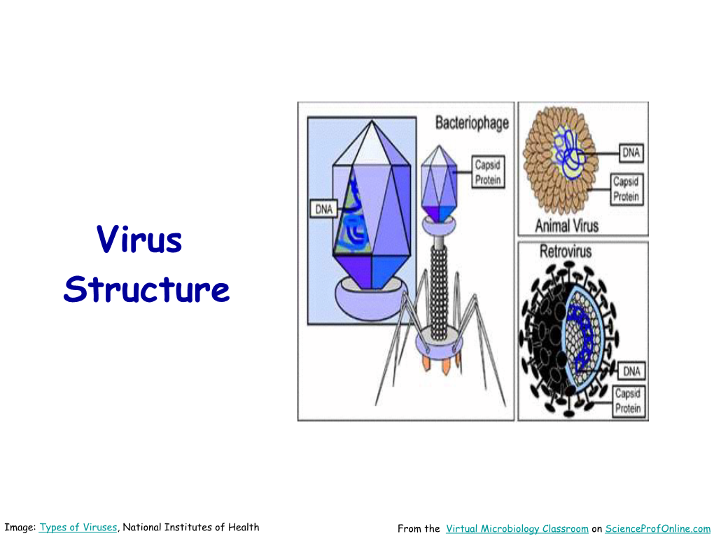 Virus Structure