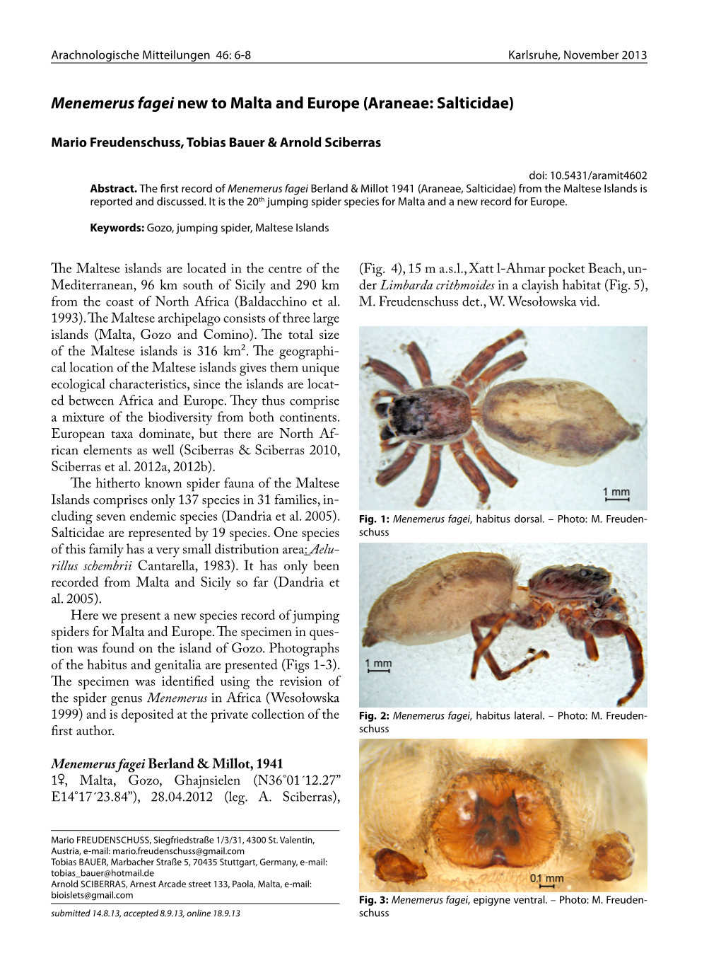Menemerus Fagei New to Malta and Europe (Araneae: Salticidae)