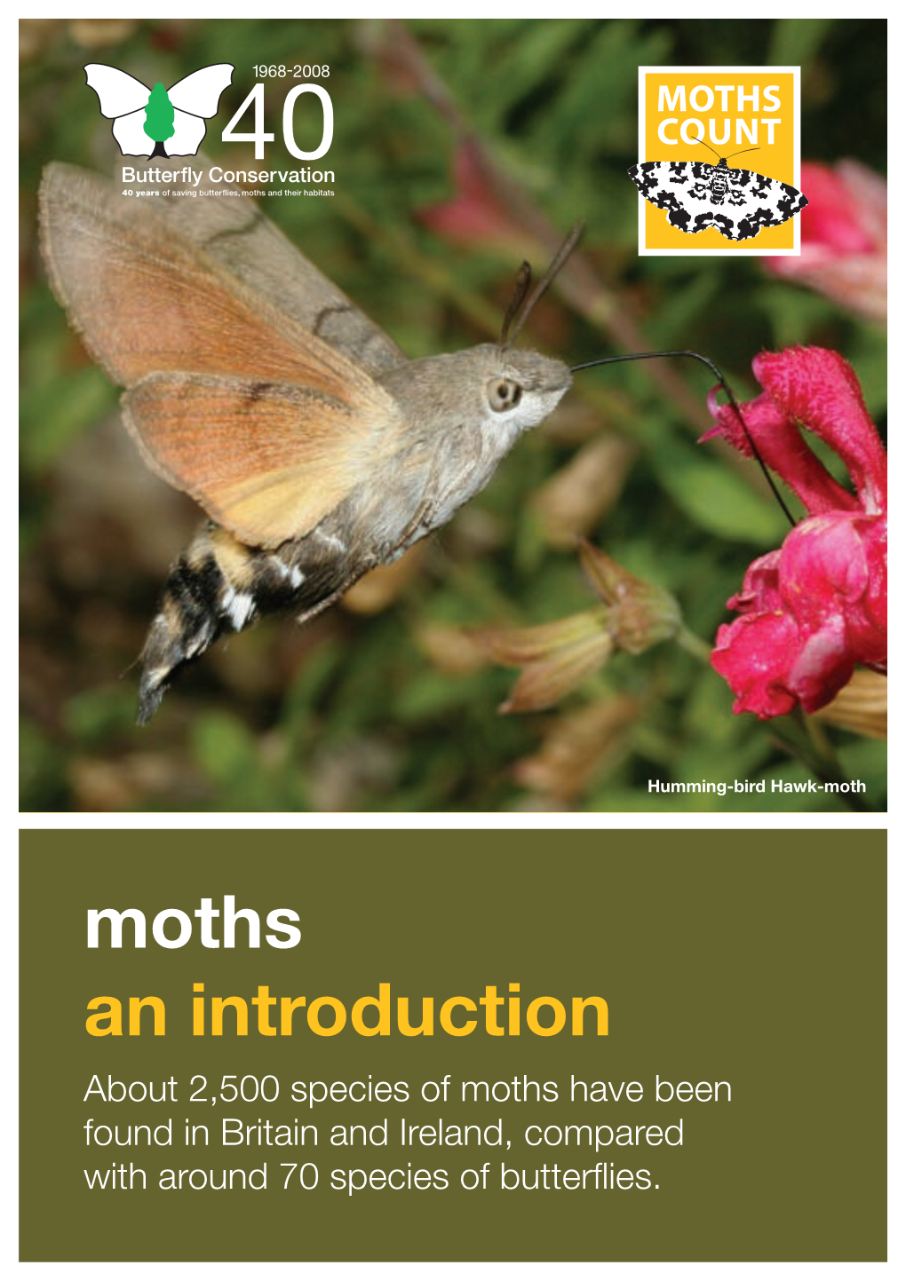 Moths an Introduction