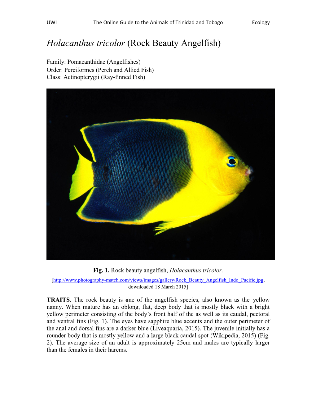 Holacanthus Tricolor (Rock Beauty Angelfish)