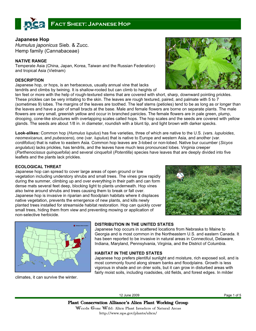 Plant Conservation Alliance®S Alien Plant Working Group Japanese Hop Humulus Japonicus Sieb. & Zucc. Hemp Family