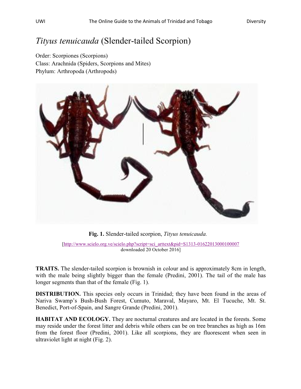 Tityus Tenuicauda (Slender-Tailed Scorpion)
