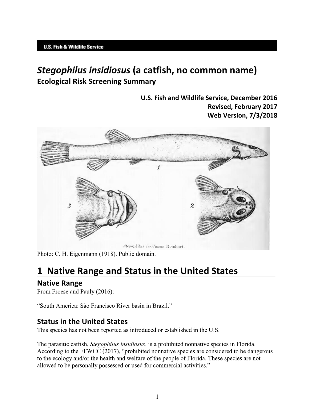 Stegophilus Insidiosus (A Catfish, No Common Name) Ecological Risk Screening Summary