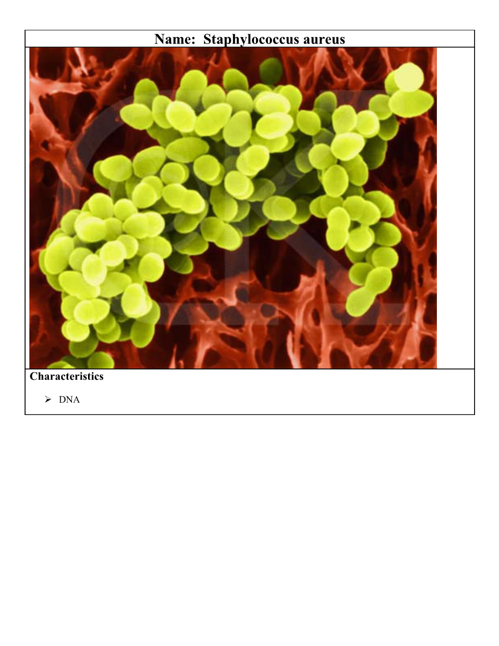 Name: Staphylococcus Aureus