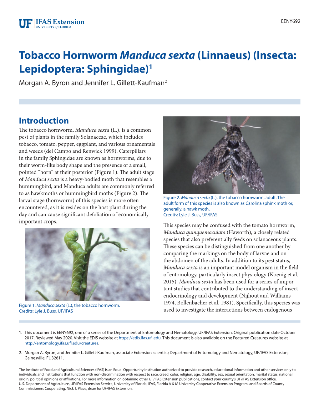 Tobacco Hornworm Manduca Sexta (Linnaeus) (Insecta: Lepidoptera: Sphingidae)1 Morgan A