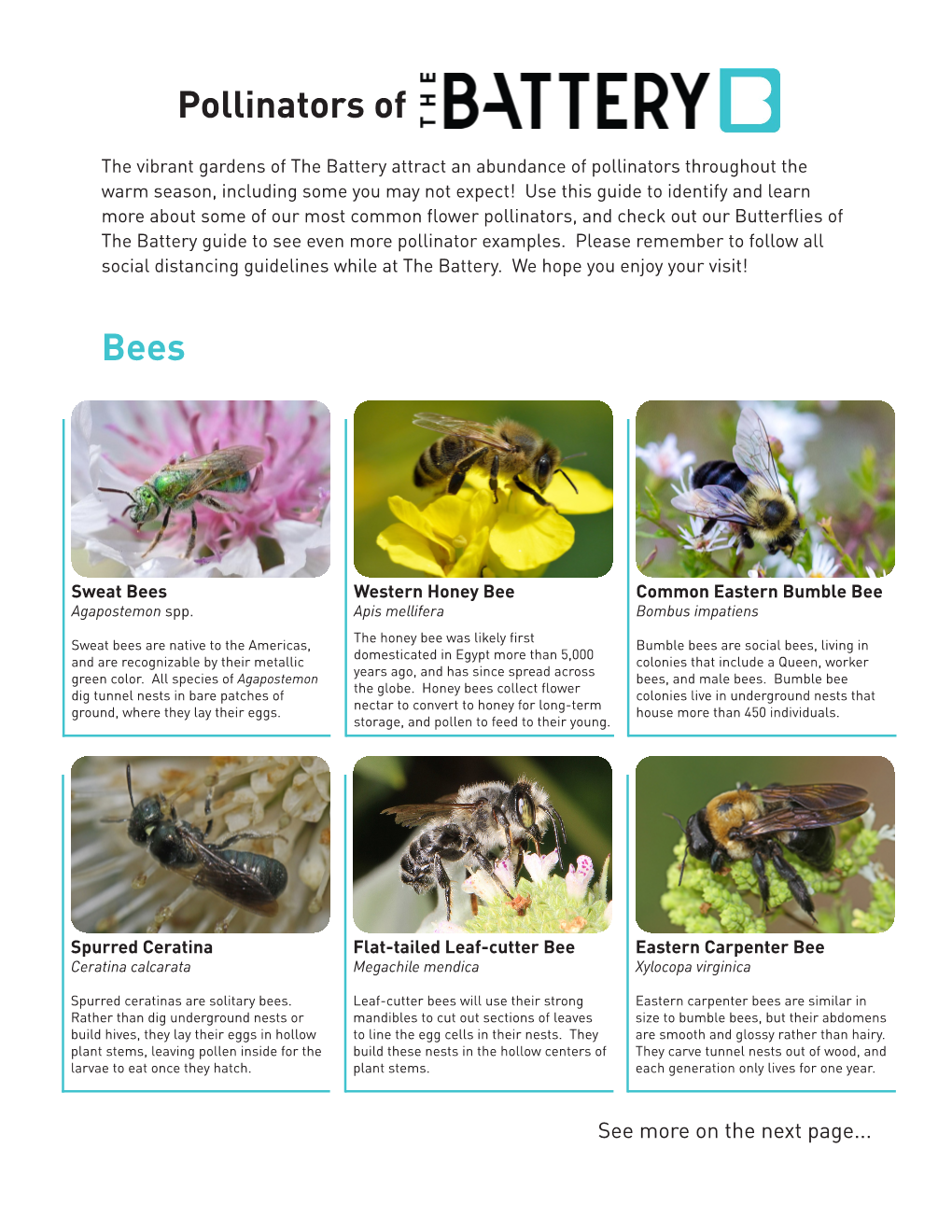 Pollinators of Bees