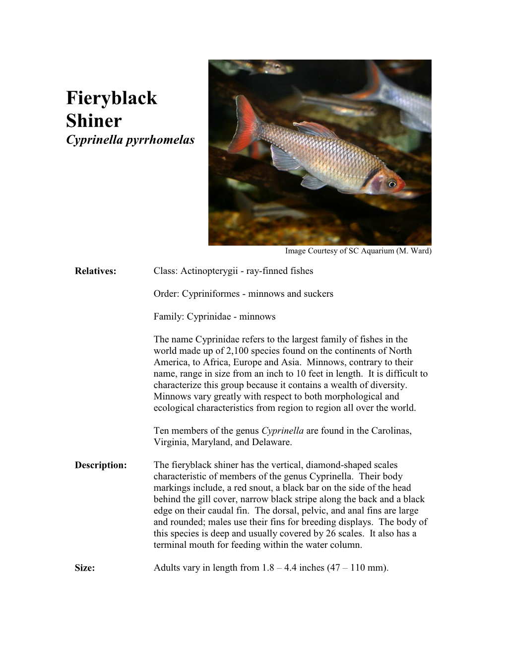 Fieryblack Shiner Cyprinella Pyrrhomelas