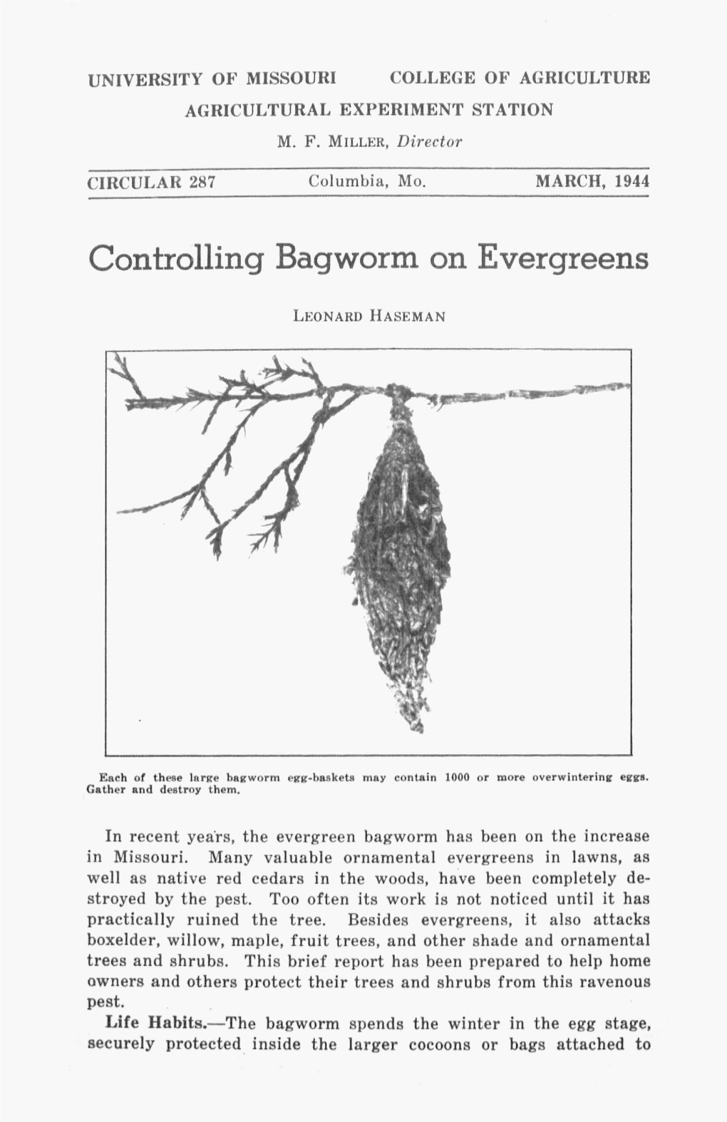 Controlling Bagworm on Evergreens
