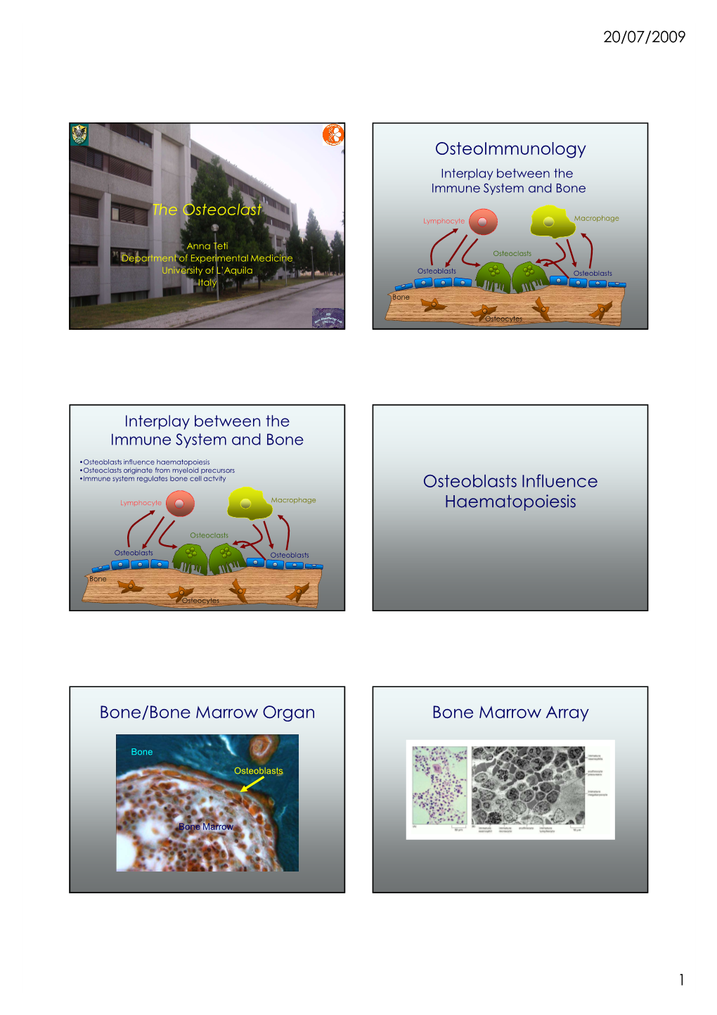 The Osteoclast Lymphocyte Macrophage