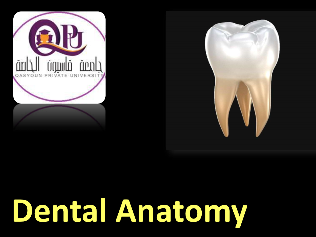 Dental Anatomy C