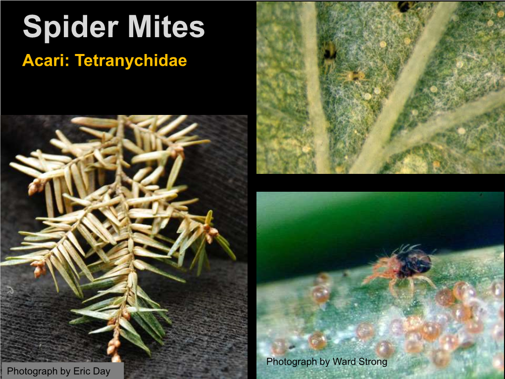 Spider Mites Acari: Tetranychidae