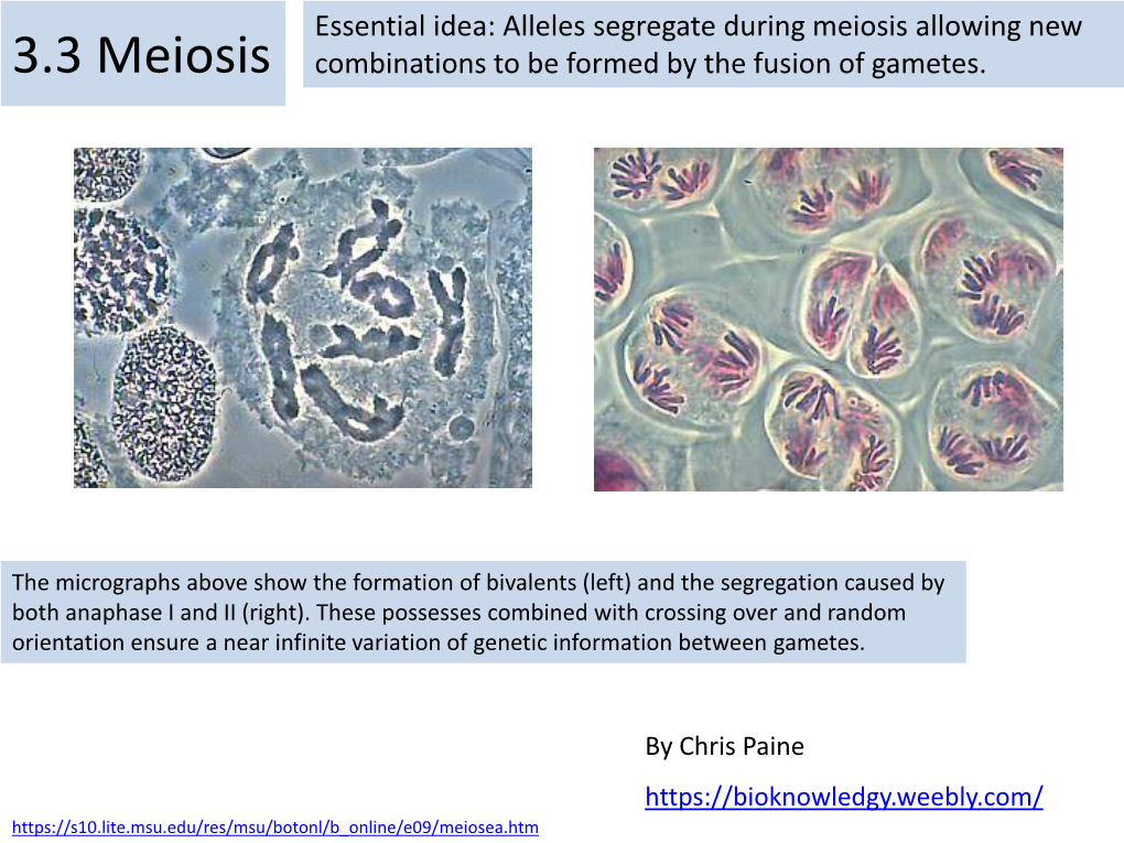 Meiosis Allowing New 3.3 Meiosis Combinations to Be Formed by the Fusion of Gametes