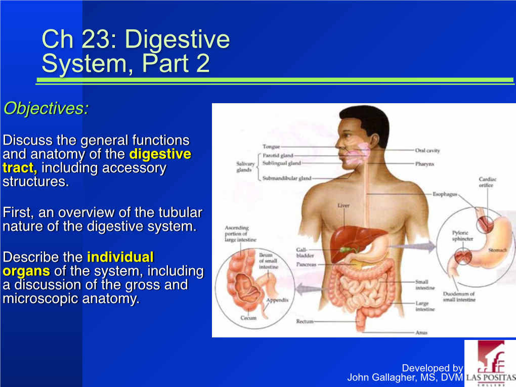 Ch 23: Digestive System, Part 2