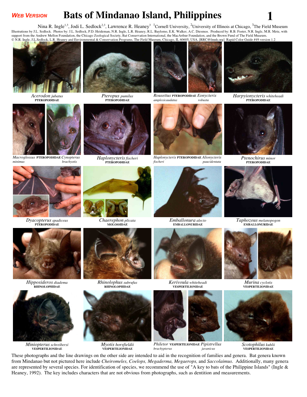 Bats of Mindanao Island, Philippines 1 Nina R