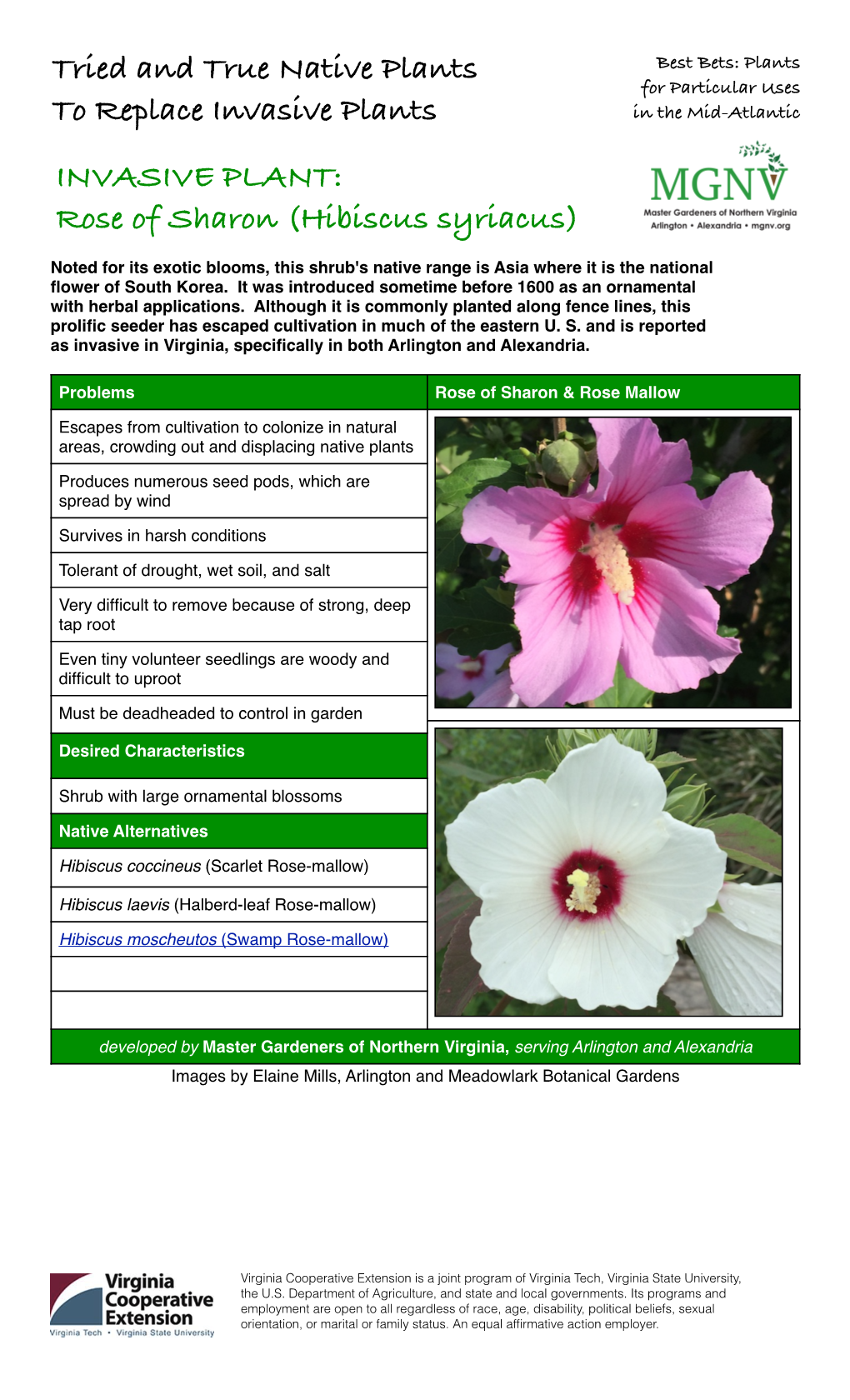 Rose of Sharon (Hibiscus Syriacus)