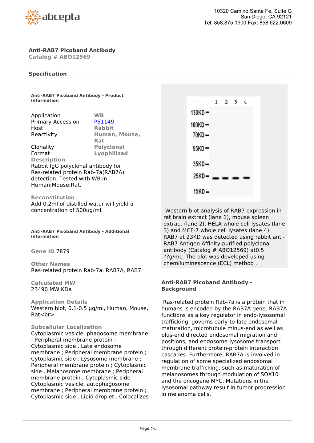 Anti-RAB7 Picoband Antibody Catalog # ABO12569