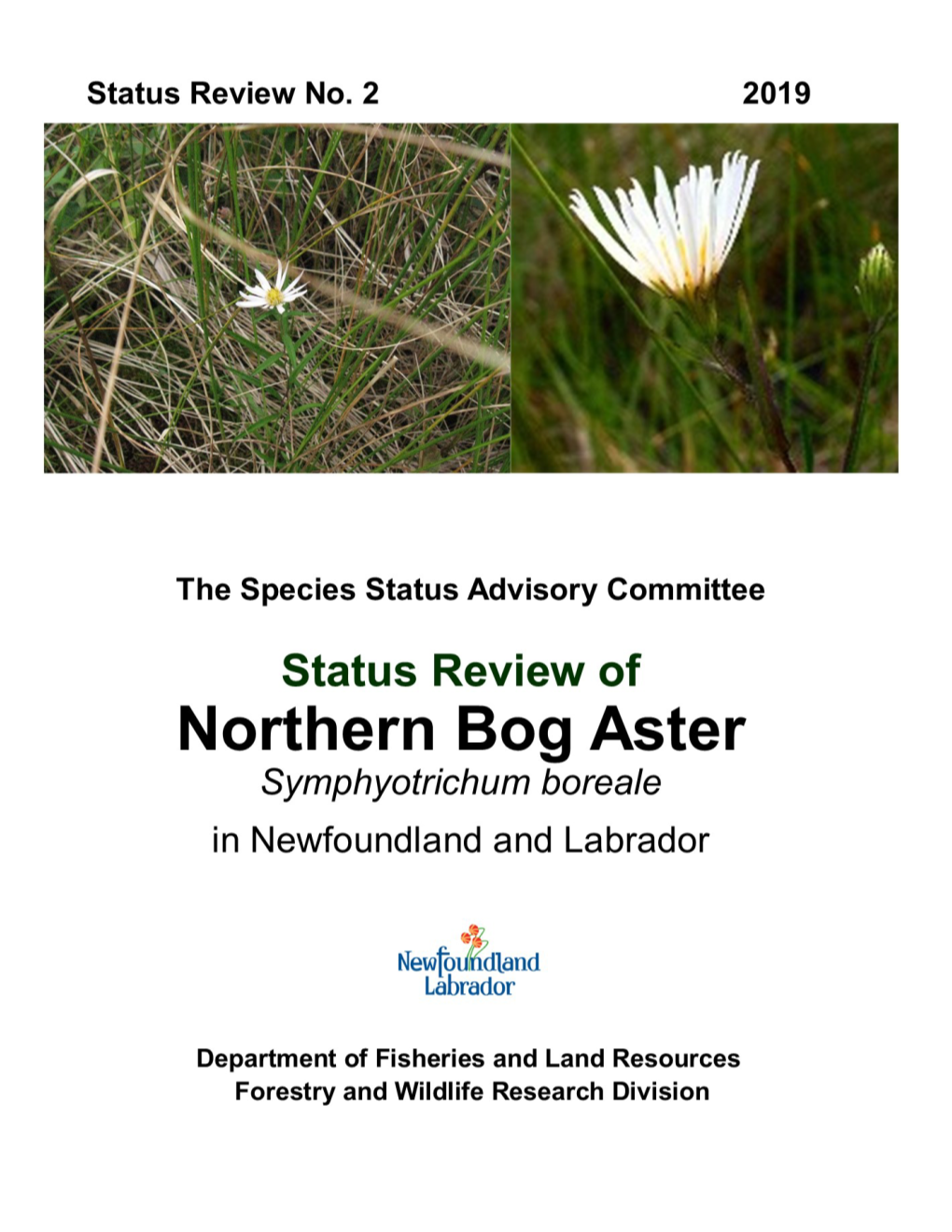 2 Northern-Bog-Aster-SSAC-Status