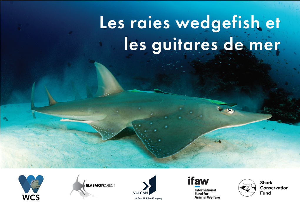 Les Raies Wedgefish Et Les Guitares De Mer