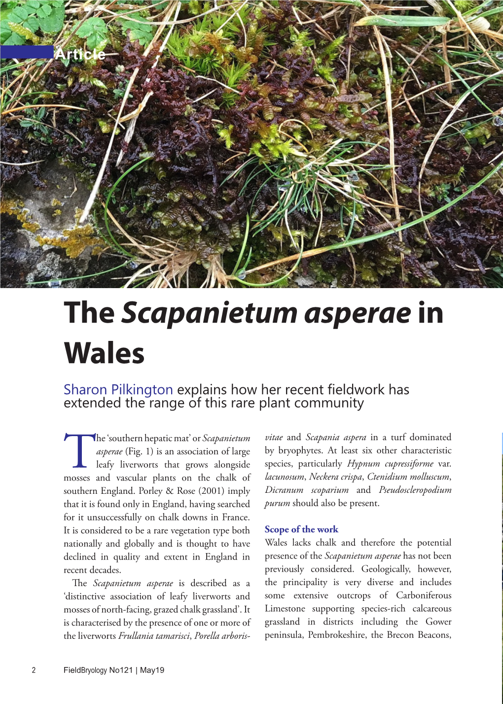 The Scapanietum Asperae in Wales Sharon Pilkington Explains How Her Recent Fieldwork Has Extended the Range of This Rare Plant Community