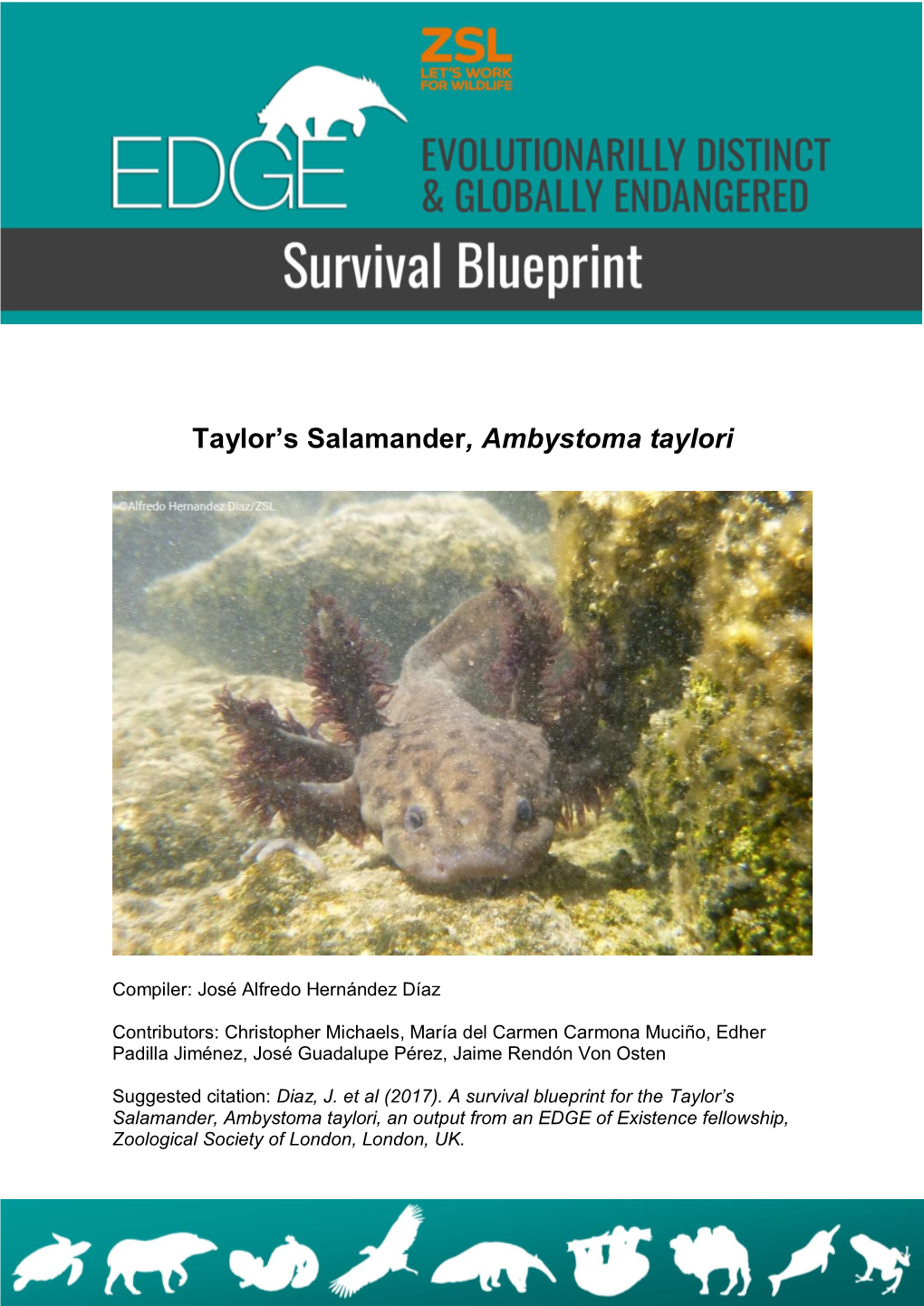Taylor's Salamander, Ambystoma Taylori