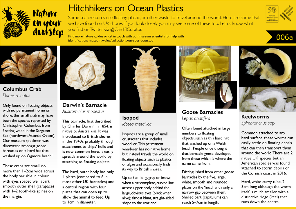 Hitchhikers on Ocean Plastics Some Sea Creatures Use Floating Plastic, Or Other Waste, to Travel Around the World