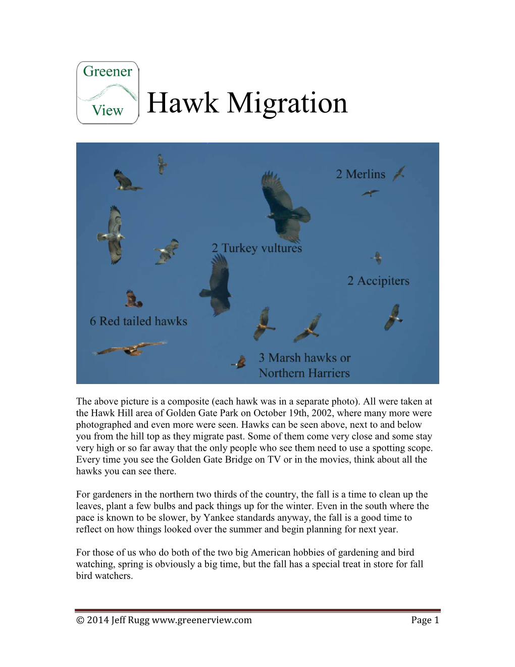 Hawk Migration