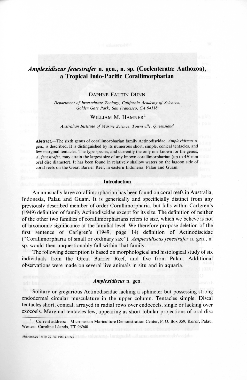 Amplexidiscus Fenestrafer N. Gen., N. Sp. (Coelenterata: Anthozoa), a Tropical Indo-Pacific Corallimorpharian