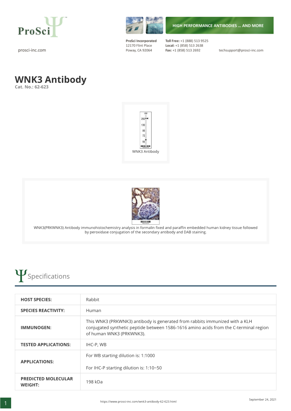 WNK3 Antibody Cat